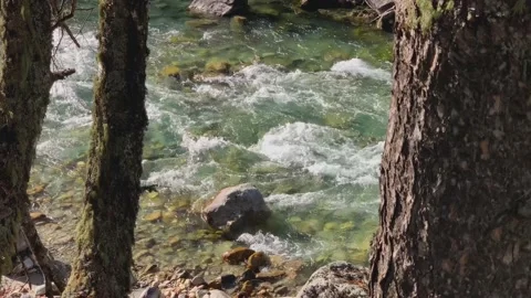 Mountain river with clear water in the forest. Stock Footage 165774051