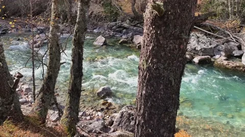 Mountain river with clear water in the forest Stock Footage 165774185