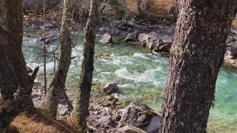 Mountain river with clear water in the forest. Stock Footage 165774186