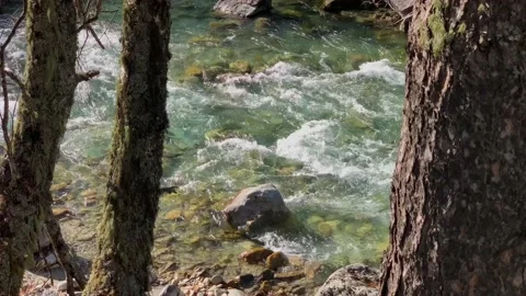 Mountain river with clear water in the forest. Stock Footage 165774200