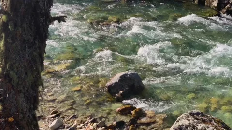 Mountain river with clear water in the forest. Stock Footage 165775495