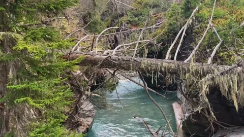 Mountain river with clear water in the forest Stock Footage 165781065