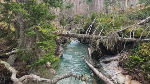 Mountain river with clear water in the forest Stock Footage 165781075