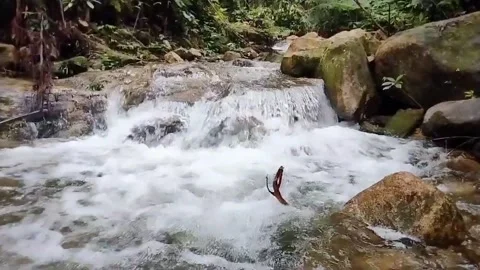 Mountain River Close Up In the Rainforest 库存影片 233201996