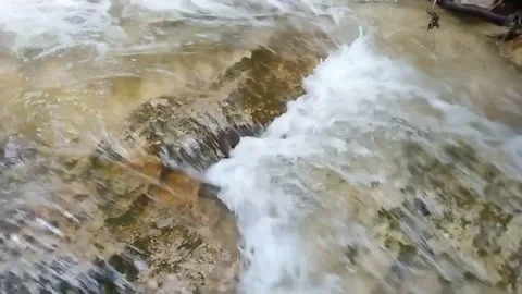 Mountain River Close Up In the Rainforest 库存影片 233202019