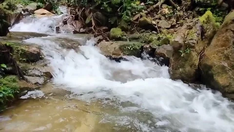 Mountain River Close Up In the Rainforest 库存影片 233202020