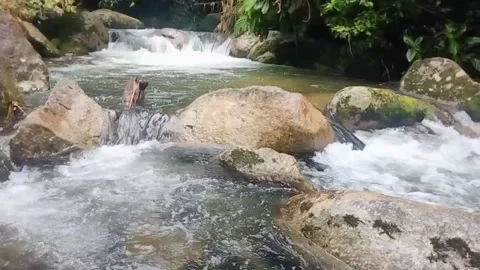 Mountain River Close Up In Rainforest 库存影片 233202048