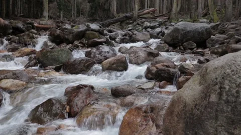 A mountain river in close-up, a stream in the forest, trees and stones around Stock Footage 166526914