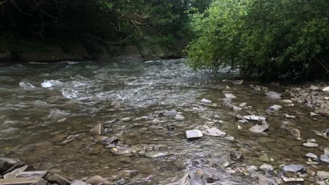 Mountain river close-up, tree branches bent to the river Stock Footage 135418262