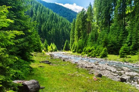 Mountain river in the coniferous forest. Stock Photos