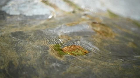 Mountain river creating optical effects while flowing over a leaf (slow motion) Stock Footage 212738827