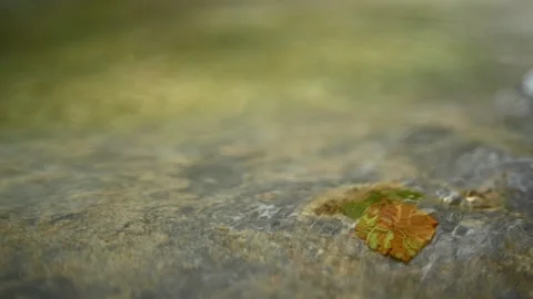 Mountain river creating optical effects while flowing over a leaf (slow motion) Stock Footage 212738957