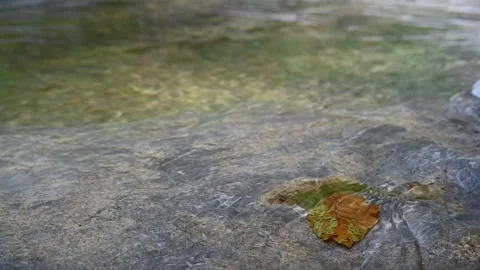 Mountain river creating optical effects while flowing over a leaf (slow motion) Stock Footage 212739003