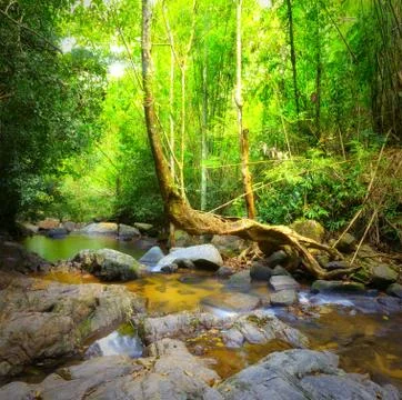Mountain river creek flows through green tropical forest Stock Photos