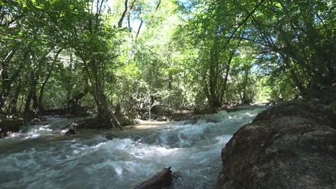 Mountain river in the deciduous forest Stock Footage 98792908