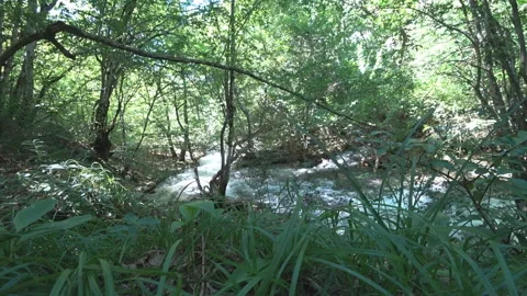 Mountain river in the deciduous forest Stock Footage 98793852