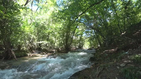 Mountain river in the deciduous forest Stock Footage 98795720