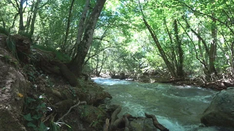 Mountain river in the deciduous forest Stock Footage 98796981