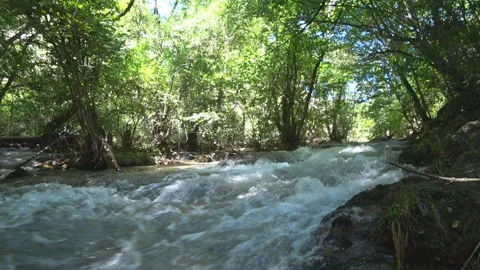 Mountain river in the deciduous forest Stock Footage 98797499