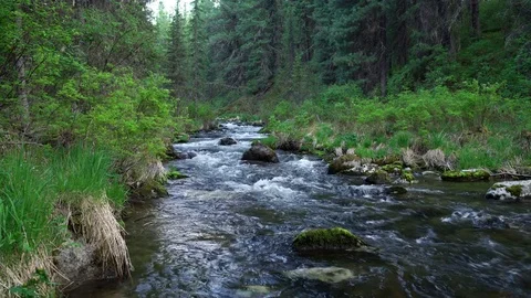 Mountain river at the deep Siberian forest, Khakassia, Russia Stock-Footage 85306302