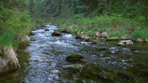 Mountain river at the deep Siberian forest, Khakassia, Russia Stock Footage 89710253