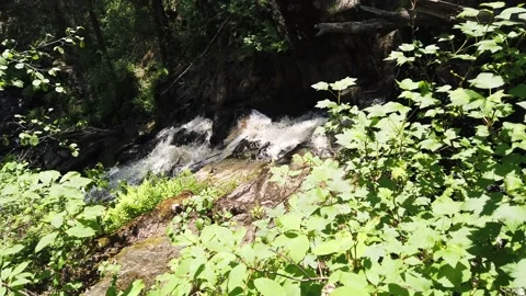 Mountain river in dense forest. water flow with splashes Stock Footage 134737261