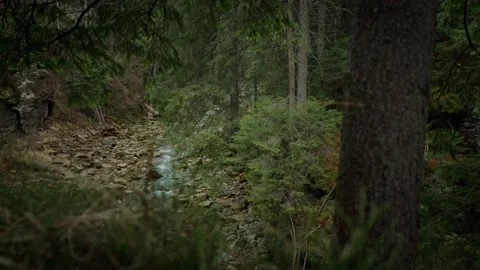 Mountain river dolly in Stock Footage 195164166