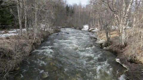 Mountain river during snowmelt in spring in a birch forest Stock-Footage 90818222