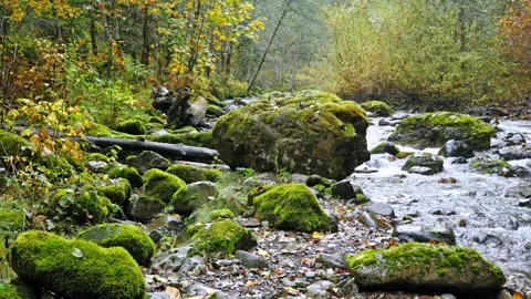 Mountain River Fall Foliage Skate Creek Road near Mount Rainier National Park 動画素材 332142900