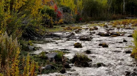 Mountain River with Fall Leaves Dolly Shot Stock Footage 8689802