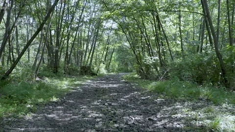 Mountain river in the Far East. Stock Footage 111207215