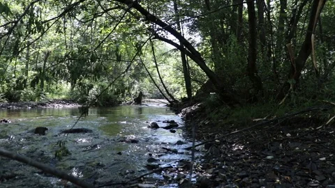 Mountain river in the Far East. Stock Footage 111207308