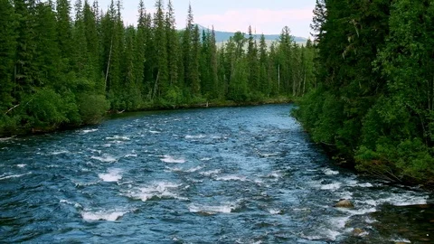Mountain river with fast current among green trees. Stock Footage 111767545