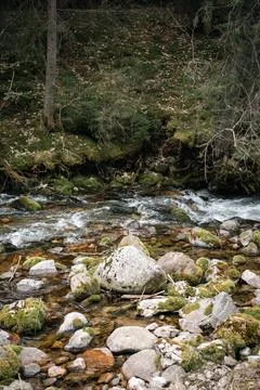 Mountain river filled with stones covered with green moss. Stock Photos