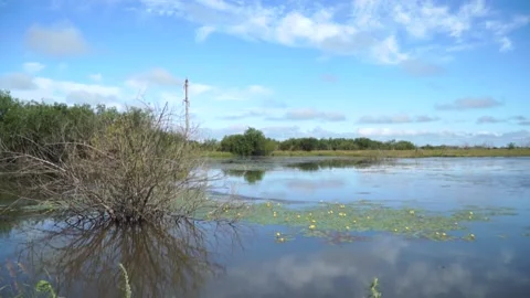 Mountain river flooded the low shore Stock Footage 140381276