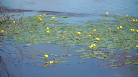 Mountain river flooded the low shore Stock Footage 140381302