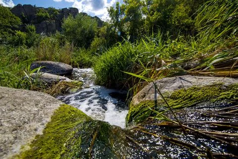 Mountain river flow among rocks and reeds in a canyon. Stock Photos
