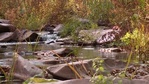 Mountain river flowing among the rocks. panorama Stock Footage 221818548