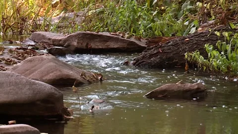 Mountain river flowing among the rocks Video stock 221818574