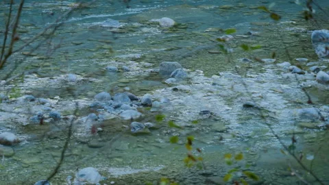 Mountain River Flowing Among White Stones Seen Through Forest Branches Stock Footage 320211728