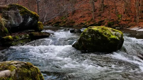 Mountain river flowing around rock with autumn leaves and stones Stock Footage 318966531