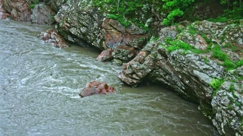 Mountain river flowing in a canyon in springtime Stock-Footage 243759615