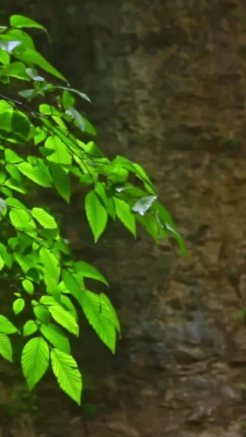 Mountain river flowing in a canyon in springtime Stock Footage 244071195
