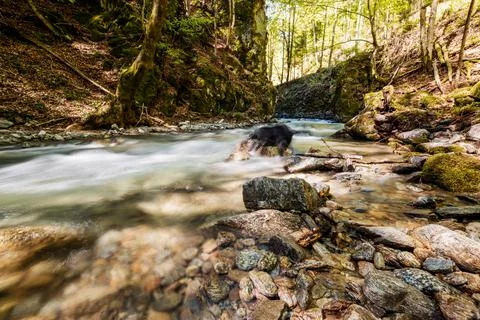 Mountain river flowing in a deep green forrest. Long exposure, water flow in  Stock Photos