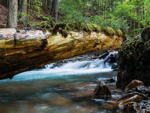 Mountain river flowing in a deep green forrest. Long exposure, water flow in  Stock Photos