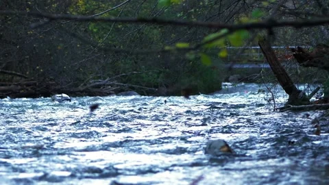 Mountain River Flowing Downhill with Trees Above Stock Footage 320967619