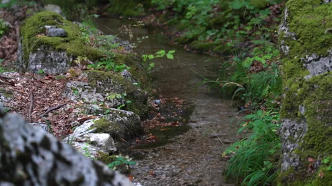 Mountain river is flowing in forest in beautiful nature place at summer day. 库存影片 162982574