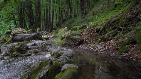 Mountain river is flowing in forest in beautiful nature place at summer day. Видео 162982948