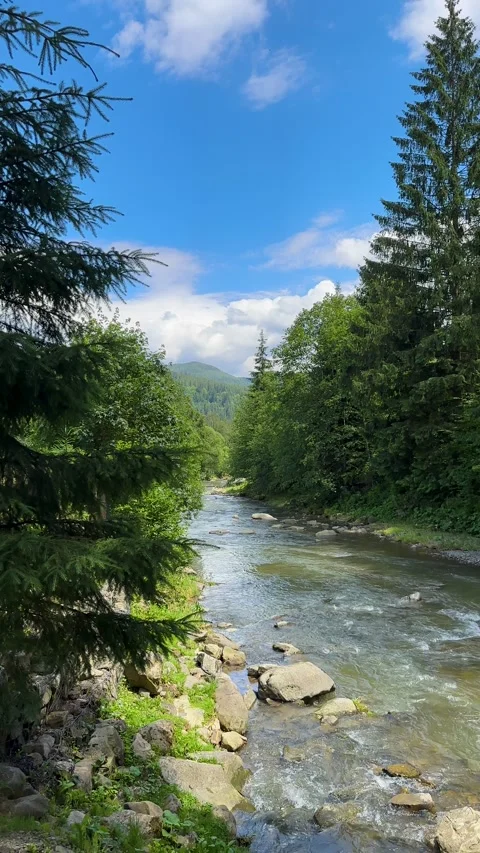 Mountain river flowing in forest. Endless meditative video. Creek flow in deep Stock Footage 267072663