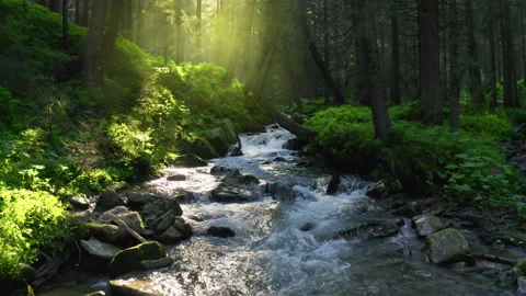 Mountain river flowing inside mysterious forest. Water splases stone rapids at Stock Footage 202592695